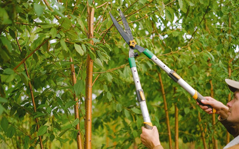 Tree trimming in Tremonton, UT